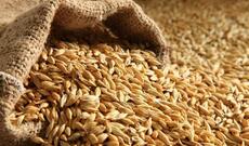 Rusiya buğdanın ixrac rüsumunu iki dəfə artırıb