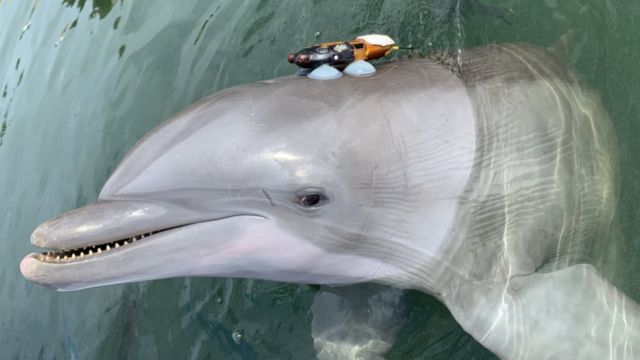 Alimlər: İnsanların okeanları fəth etməsi delfinləri qışqırmağa məcbur etdi