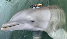 Alimlər: İnsanların okeanları fəth etməsi delfinləri qışqırmağa məcbur etdi