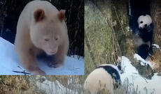 Dünyanın yeganə albino pandası kameralar vasitəsilə aşkar edilib