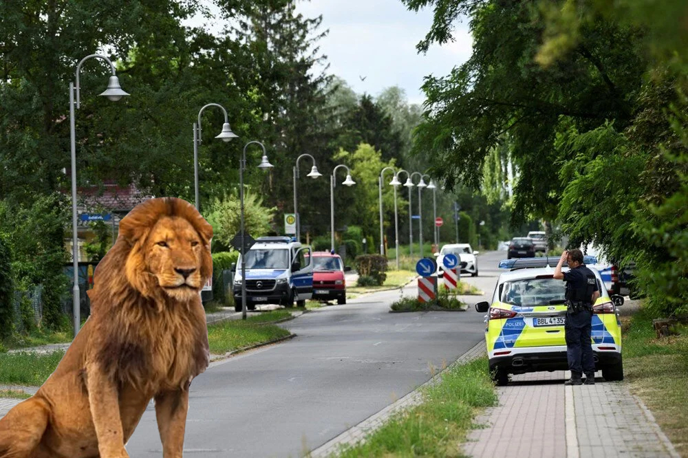 Berlində aslan panikası: Polisdən 