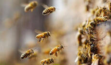 Arı yeşikləri yük maşınından yerə düşdüyü üçün 5 milyon arı ətrafa yayıldı