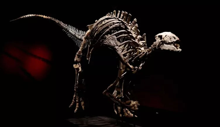 Barri dinozavrının Parisdə keçirilən hərracda 1 milyon avrodan çox qiymətə satılacağı gözlənilir