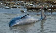 Braziliya Amazonlarında 100-dən çox çay delfini ölü tapılıb