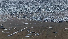 Yaponiyada minlərlə balıq sahilə çıxdı
