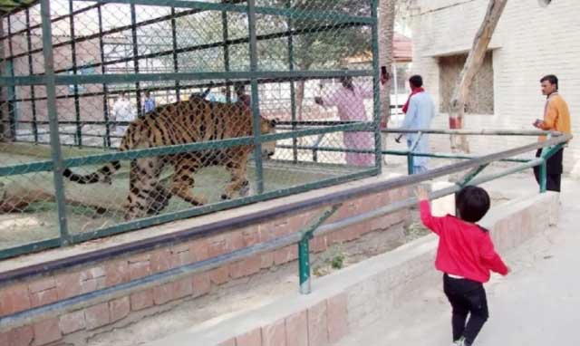 Pakistanda zooparkda pələng qəfəsə girən adamı parçalayaraq öldürüb