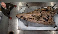 İngiltərədə 150 ​​milyon illik "dəniz canavarı"nın kəlləsi tapılıb