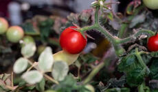 Səkkiz aydır yoxa çıxan kosmik pomidor tapılıb