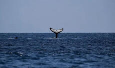 Dünyada cəmi 6 növ var: Yeni Zelandiyada rast gəlinən nadir balina növü