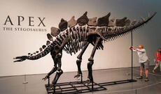 Dinozavr qalıqlar 44,6 milyon dollara satıldı