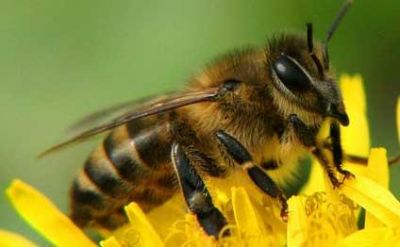Eşşək arılarının qonağa qarşı "eşşəkliyi" - LƏNKƏRANDA