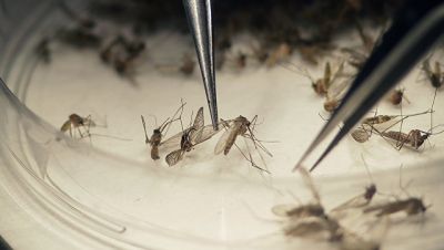 "Zika" virusuna görə fövqəladə vəziyyət elan olunub - PERUDA