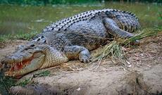 Yaşlı kişi timsahla əlbəya odu və itini xilas etdi