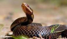 Kürdəmirdə 42 yaşlı qadını ilan sancıb