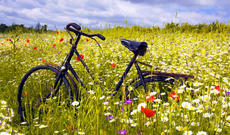 Sabah respublikamızın ərazisində 39-42 dərəcə isti gözlənilir