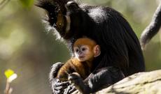 Avstraliyadakı bir zooparkda nəsli tükənməkdə olan Langur cinsi bir qızılı meymun dünyaya gətirib