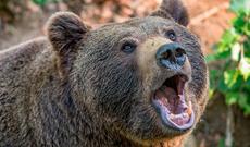 Ayı 50 yaşlı qadını parçalayıb yedi