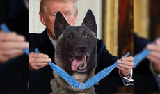 Tramp itə medal verdi