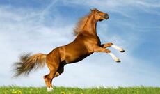 At yanğının içərisinə girib ailəsini xilas etdi - VİDEO