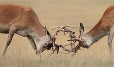Buynuzları dolaşmış maralları mişar vasitəsi ilə xilas etdilər - Video