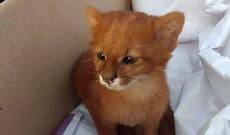 Pişik balası bilib aldılar, puma çıxdı