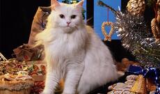 Noyabrın 30-u Ümumdünya Ev Heyvanları Günüdür