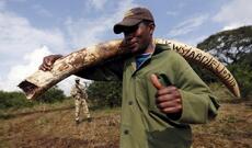 Mozambikdə fil ovuna görə 11 brakonyer 176 il həbs cəzasına məhkum edilib