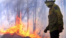 Avstraliyanın Yeni Cənubi Uels ştatında meşə yanğınlarına görə fövqəladə vəziyyət elan edilib