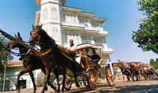 İstanbulun turistik bölgələrindən olan Böyük Adada “at vəbası” aşkar olunub