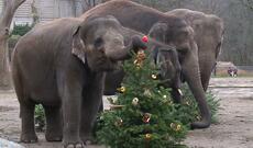 Berlin zooparkında heyvanlar üçün bayram + Video