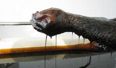 Neft getdikcə ucuzlaşır