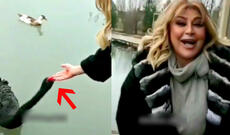 Qu quşu Əməkdar artistin əlini dişlədi + VİDEO