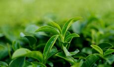 Azərbaycanda çay yığımının həcmi açıqlanıb