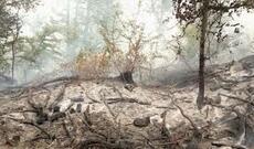 Oğuz rayonunda dağlıq meşə ərazisində baş vermiş yanğın söndürülüb