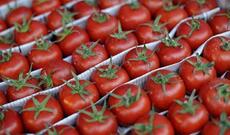 Virus Azərbaycan pomidoruna da təsir etdi