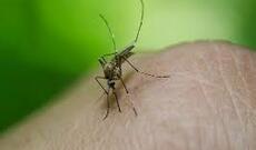 Uruquvayda denqe qızdırmasından 14 nəfər öldü