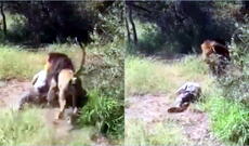 Meksikada polislər genişmiqyaslı əməliyyata başlayıb