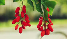 Zirincin müalicəvi xüsusiyyətləri hansılardır?