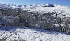 Azərbaycanda vəhşilik: Atı şaxtada ağaca bağlayıb ölümə tərk etdilər