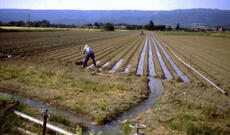 Bir gündə 1.5 milyon manat: Pulla “suvarılan” şoran torpaqlar...