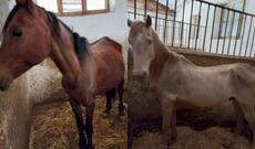 Şəkidə biabırçılıq: Dilsiz-ağızsız heyvanları ölümə məhkum ediblər