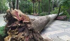 “Xan bağı”nda Xan çinar aşdı