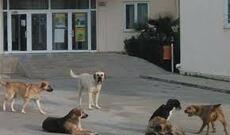 Bakıda it sürüsü uşaqlara hücum etdi: yaralanan var