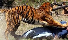 Pələngin qəfil hücumuna məruz qalan qadın-Video