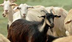 Zəlzələdən xırdabuynuzlular da zərər çəkib