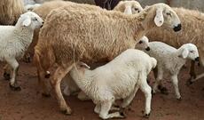 Oliqarxların vazkeçilməz qidası: Mələməmiş quzu əti - Erkək, yoxsa dişi?