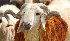 Azərbaycanda Qurban bayramıdır