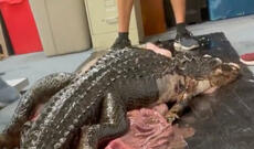 ABŞ-da bir metr yarımlıq timsah evə girib