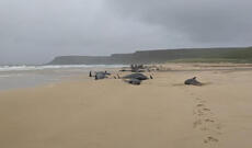 Balinaların kütləvi intiharı