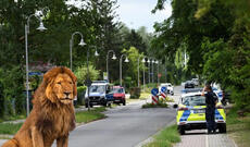 Berlində aslan panikası: Polisdən "Çölə çıxmayın" xəbərdarlığı